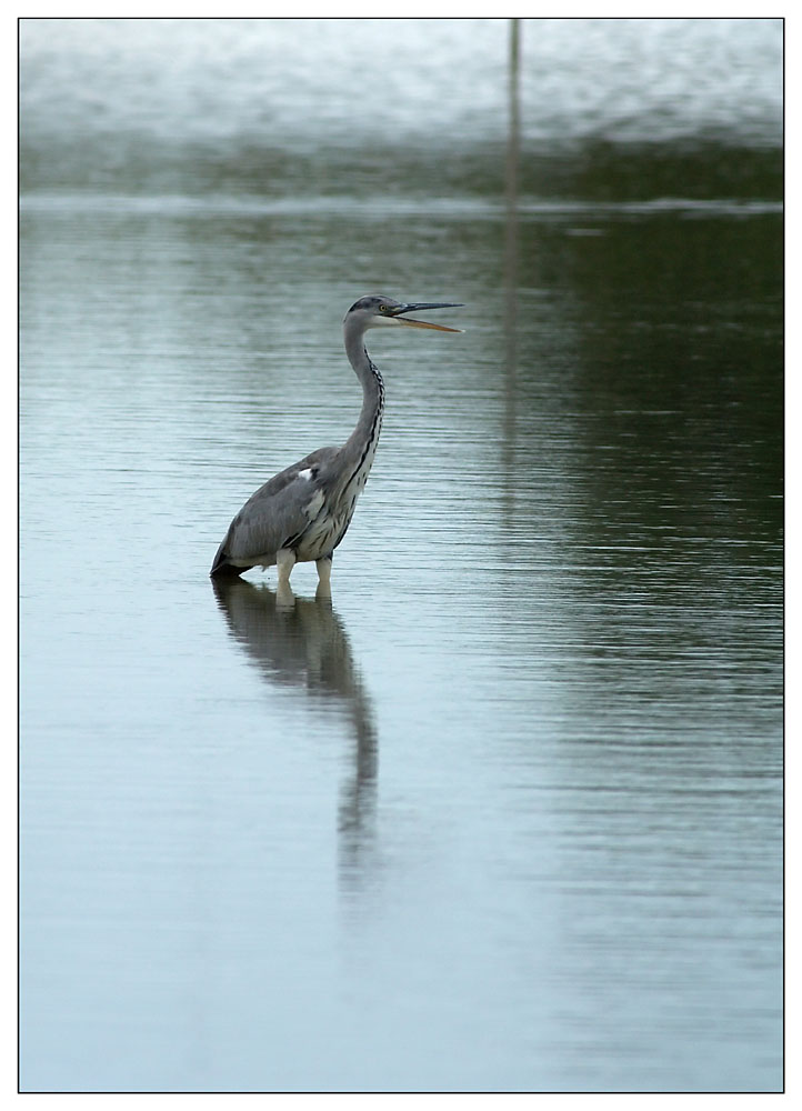 Quando gli aironi fanno Ohhhh