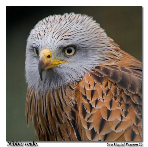 Nibbio in cattivit�
