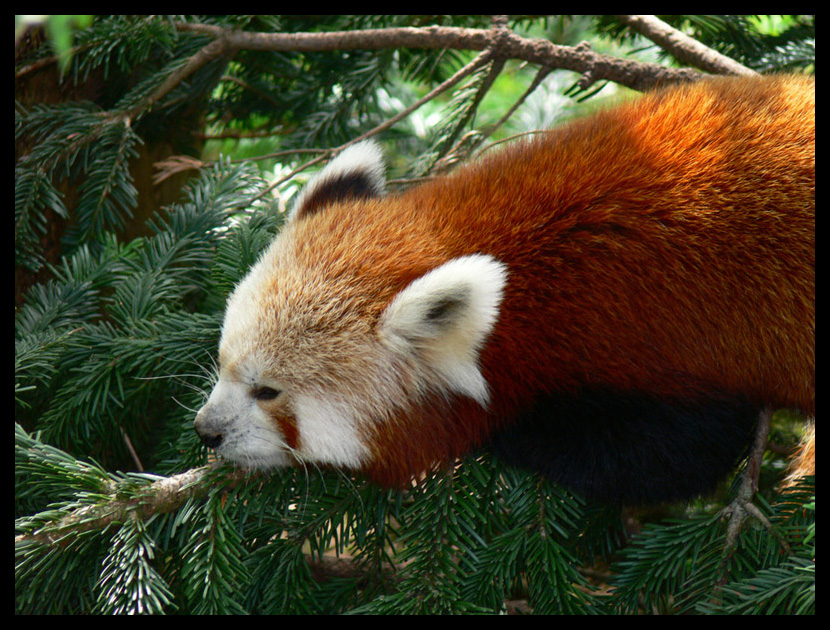 Panda Rosso