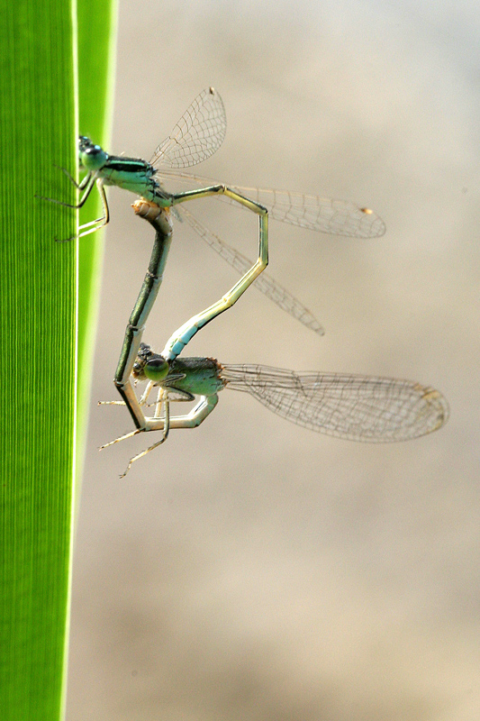Libellule ( giuro che imparo i nomi )