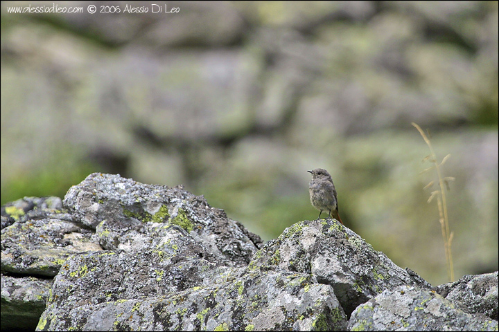 Codirosso spazzacamino
