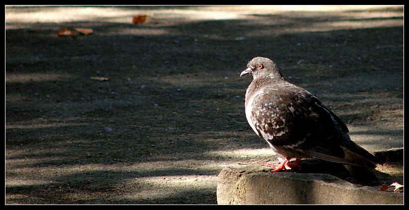 Piccione pensieroso...