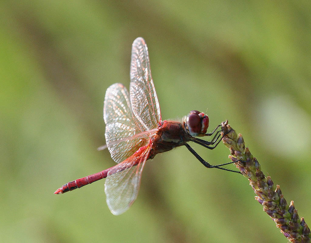 libellula rossa
