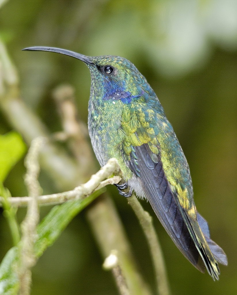 Costa Rica - Colibri 001