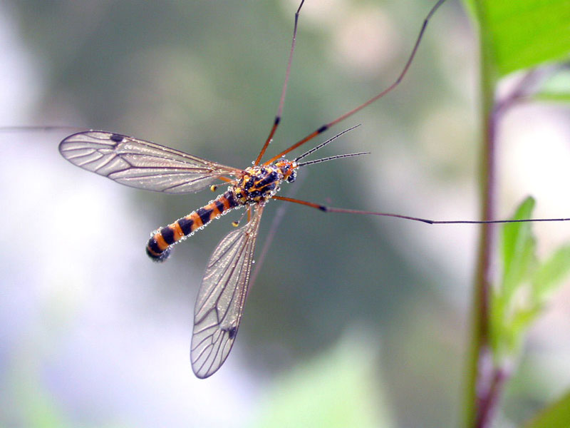 appena mi asciugo.....volo via