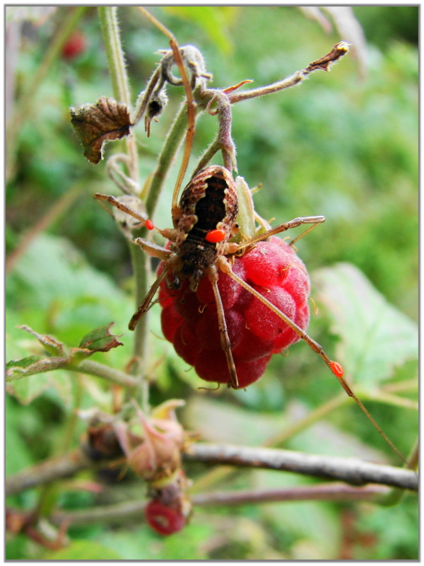 Il ragno e il lampone