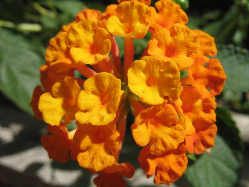 Lantana