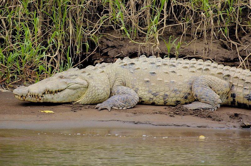 Costarica - Coccodrillo 001