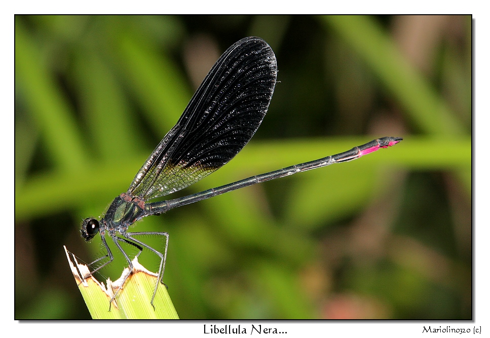 Libellula Nera