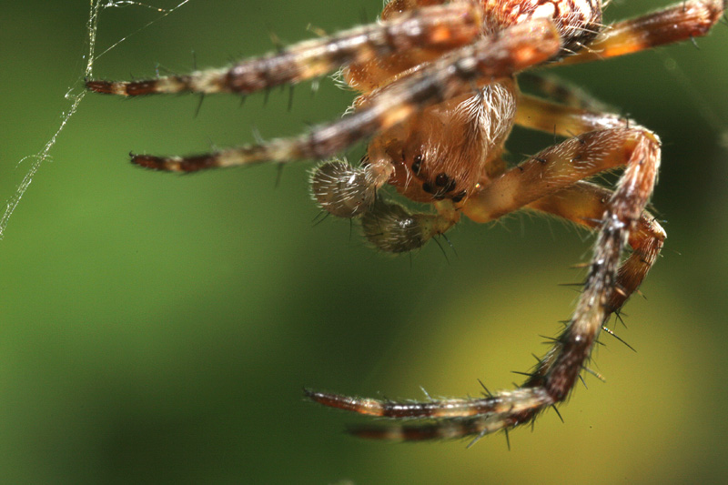 una figura inquietante