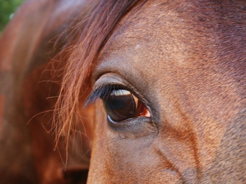 Occhio al cavallo