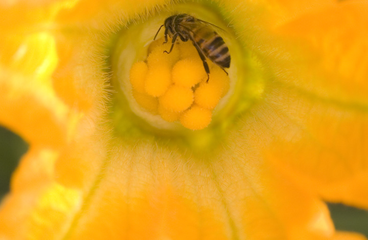 fiore di zucca