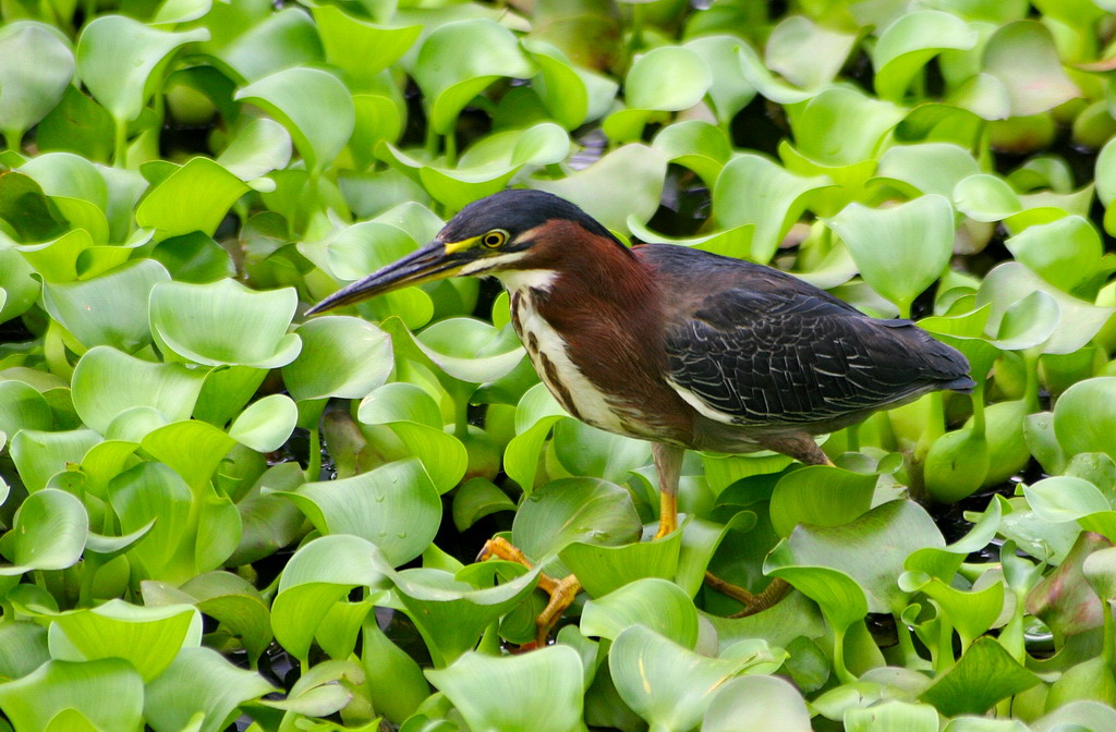Costa Rica - Sgarza Tigre (Credo!)