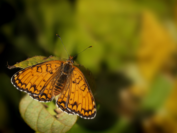 Fiammelle (Melitaea phoebe)