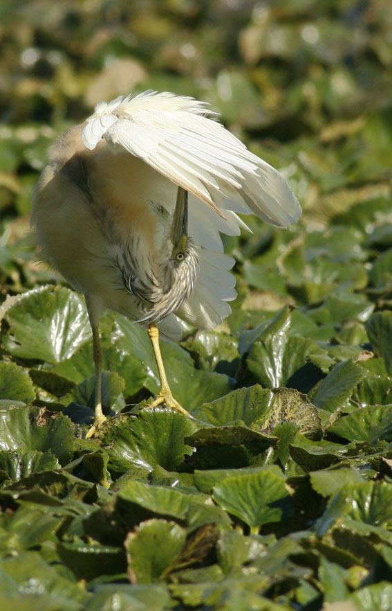 Renzo-Sgazza ciuffetto
