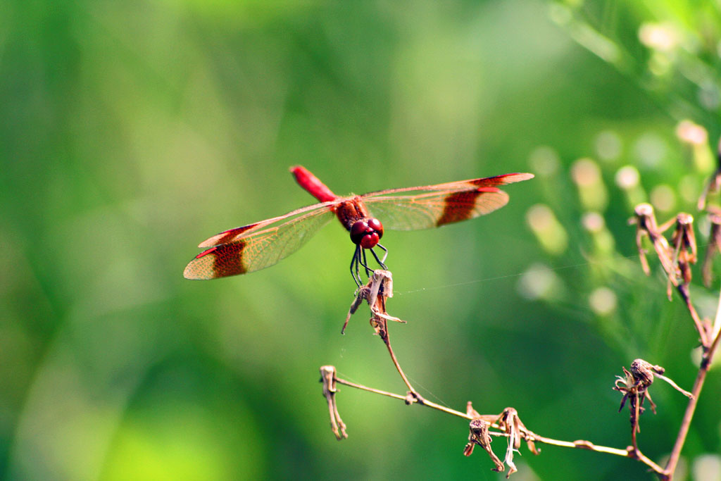 la mia prima libellula