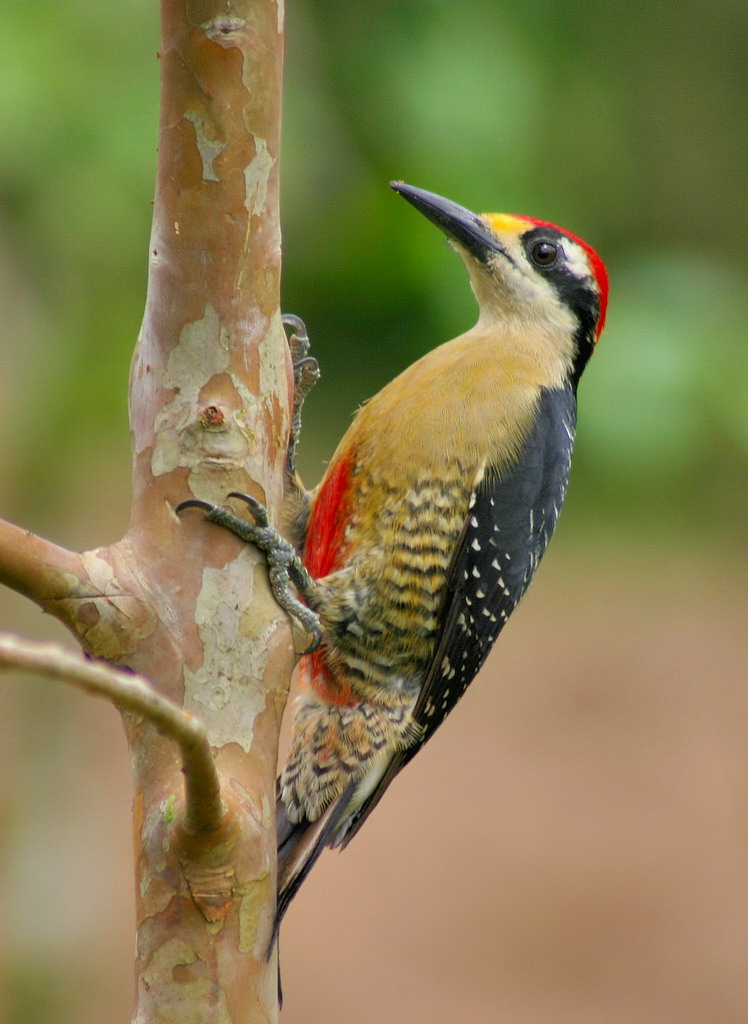 Costa Rica - Picchio 001