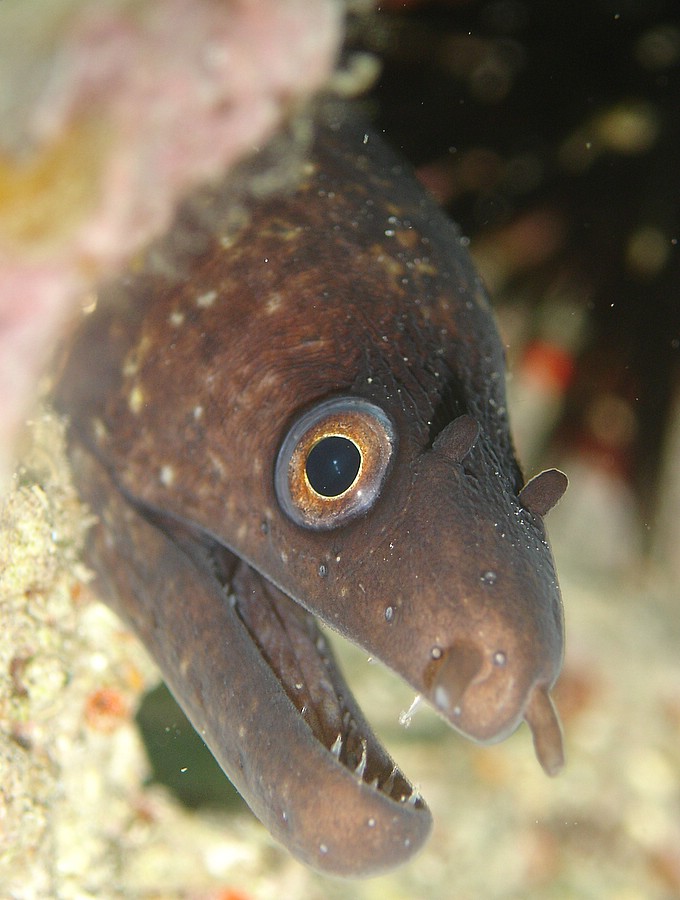 Ritratto di murena