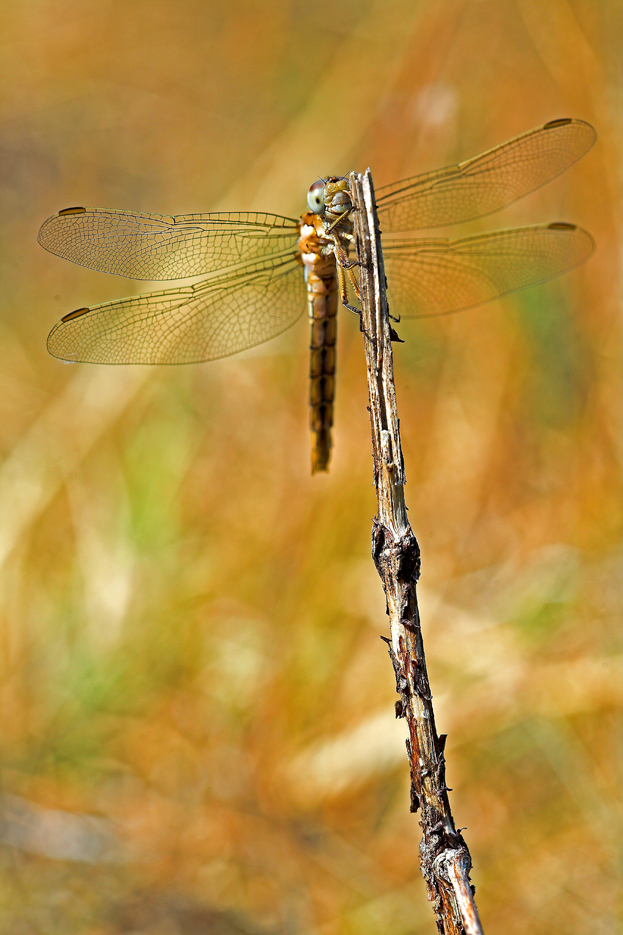 nella luce del tramonto
