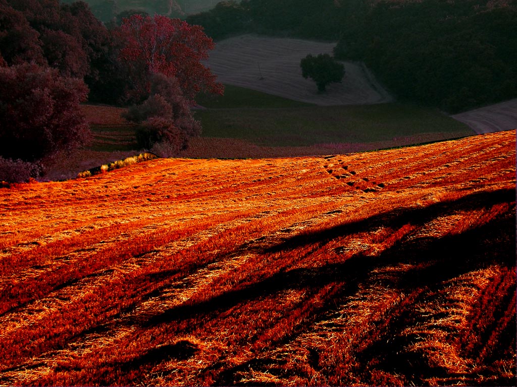 come sar� prima o poi