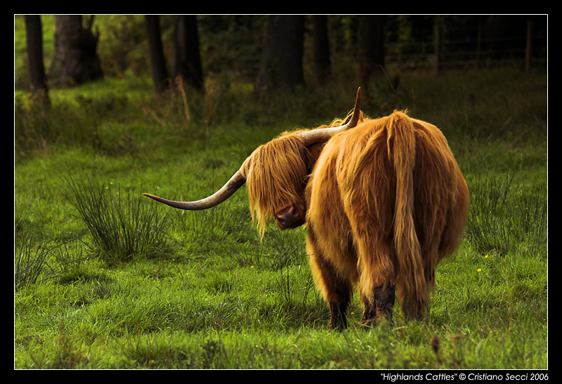 Highlands Cattles