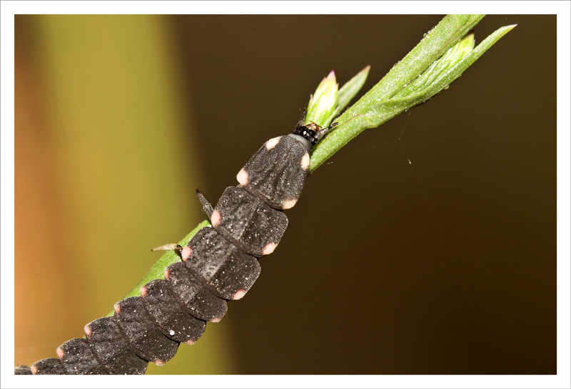Caterpillar