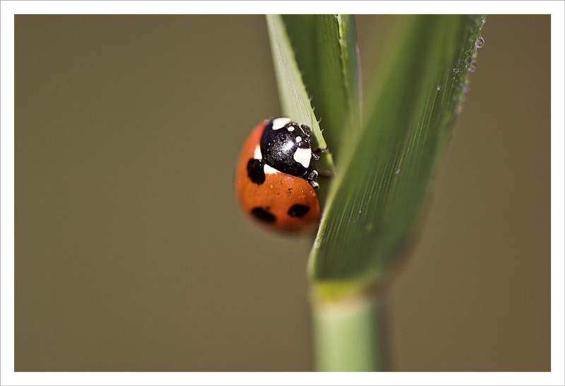 Ladybird