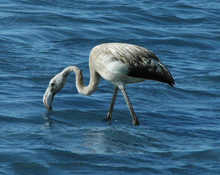 Piccolo di fenicottero rosa
