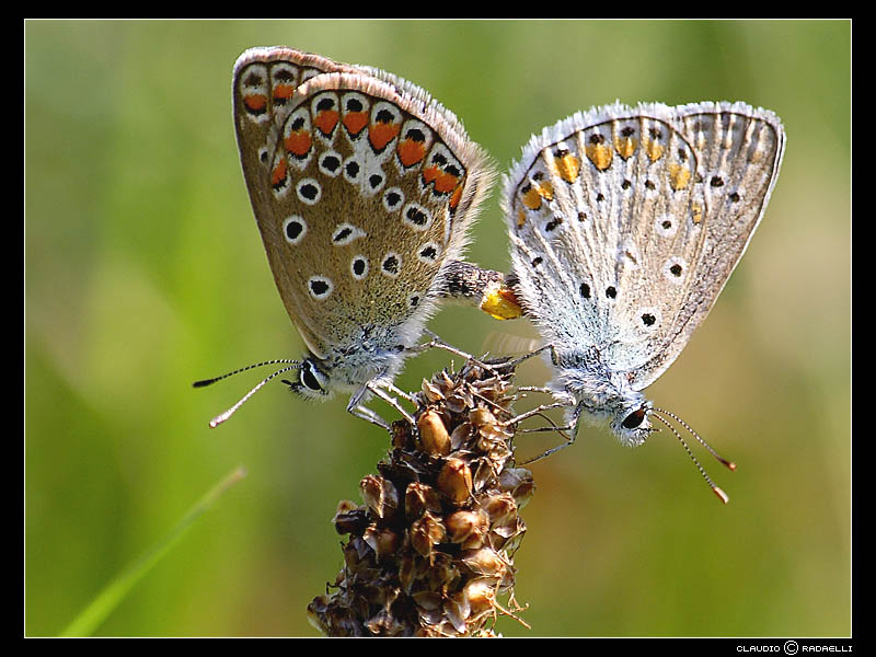 farfalla 7