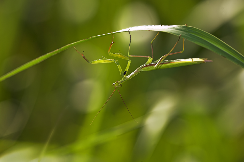 mantis capovolta