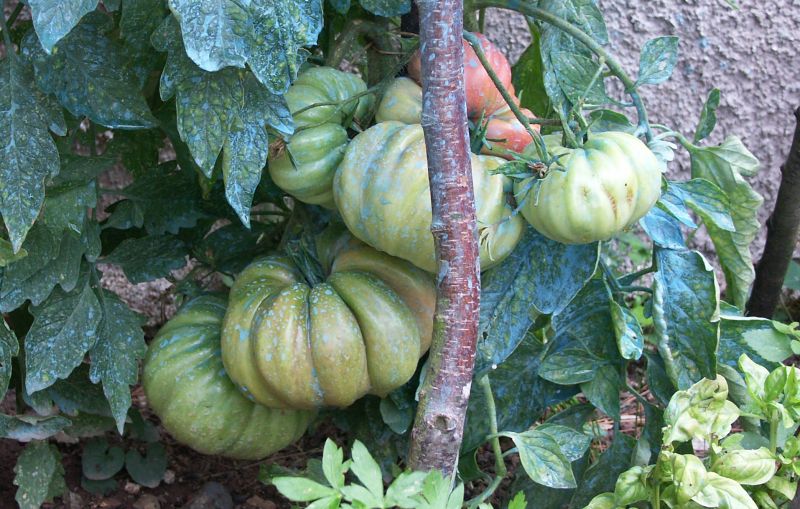 pomodori