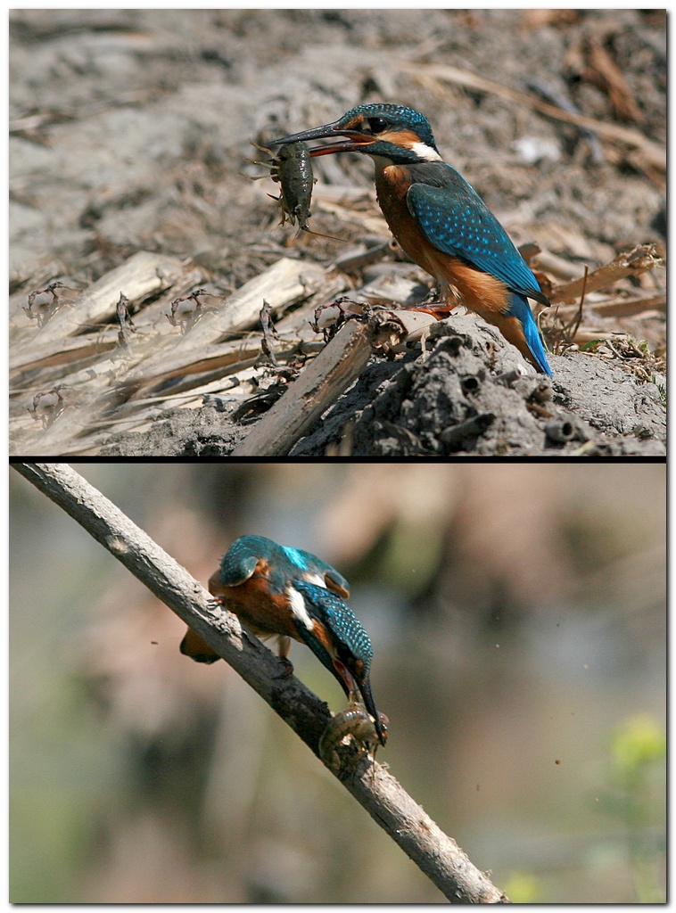 Gambero? Lo prendo e ... lo sbatto