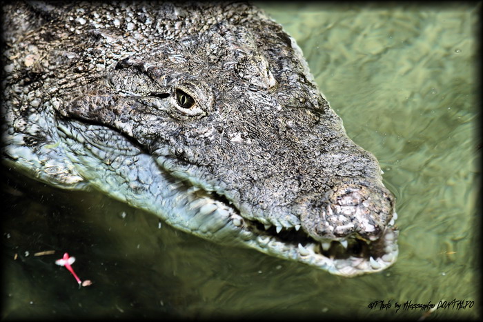 Animali selvaggi 2