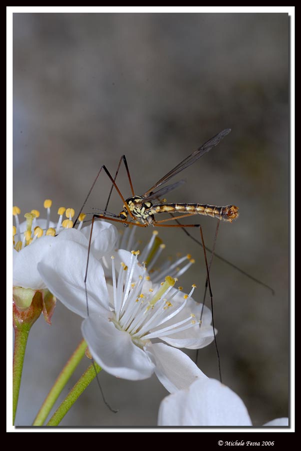 Passeggiata tra i petali