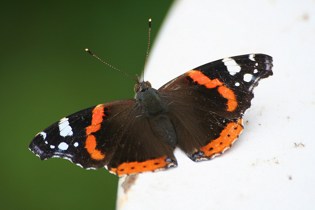 farfalla o ventaglio???
