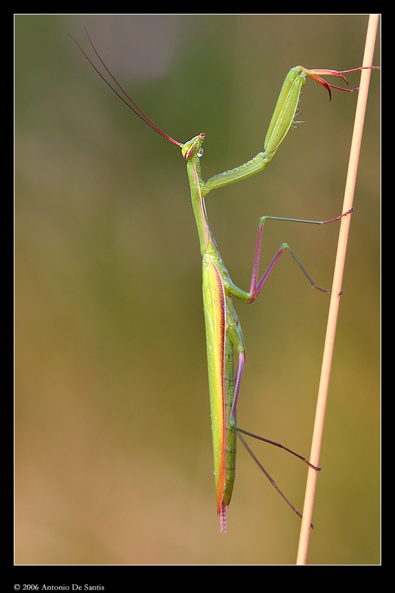 Mantis religiosa