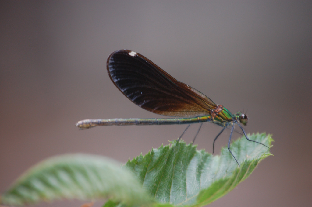 Libellula a Bagno Vignoni (SI)