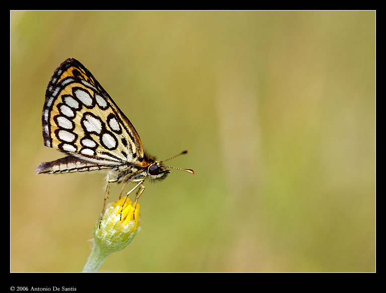 Heteropterus morpheus