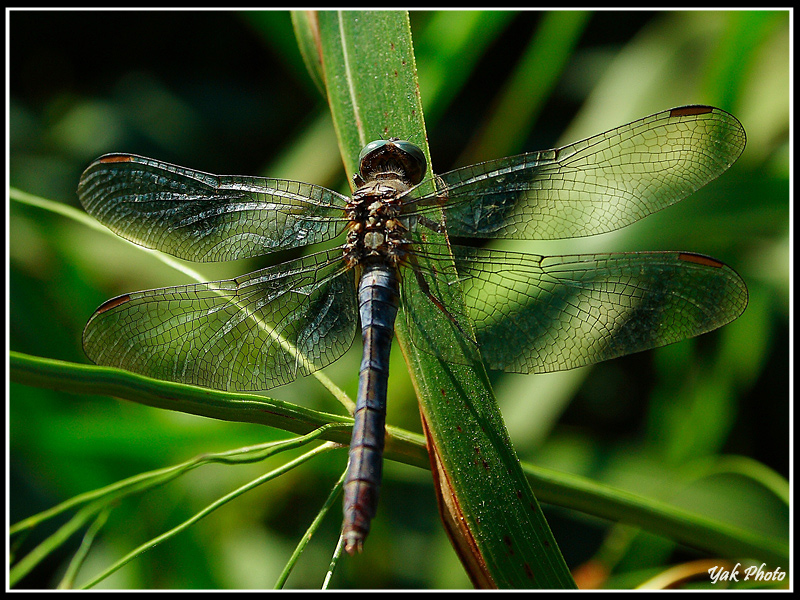 Libellula al Sole