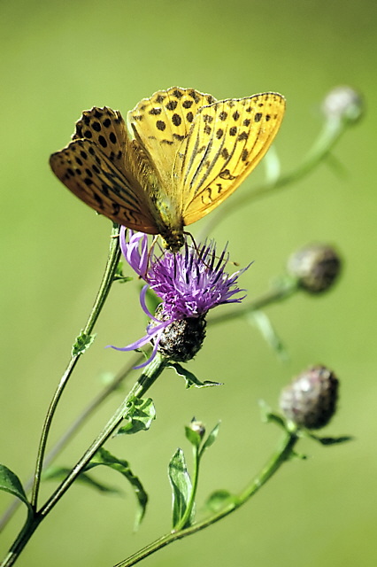 farfalla carina ma...