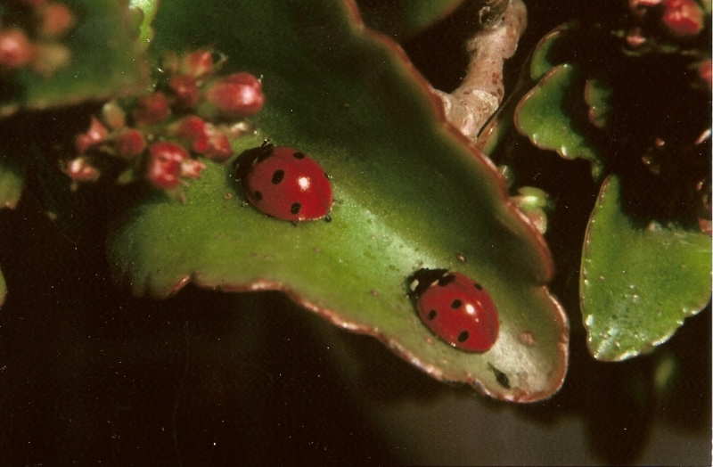 coccinelle