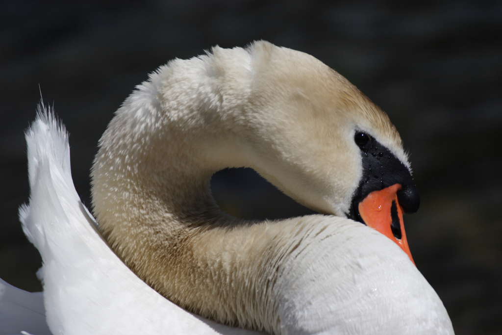 primo piano di cigno reale