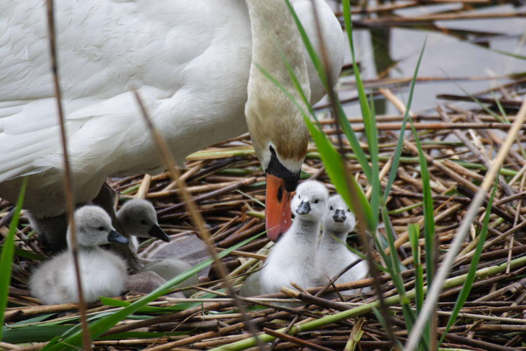 Covata di cignio reale