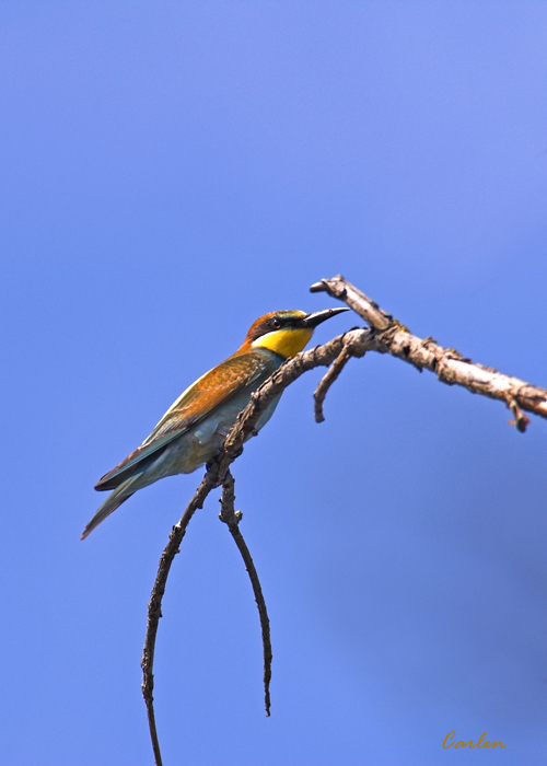 Il mio primo Gruccione :-)