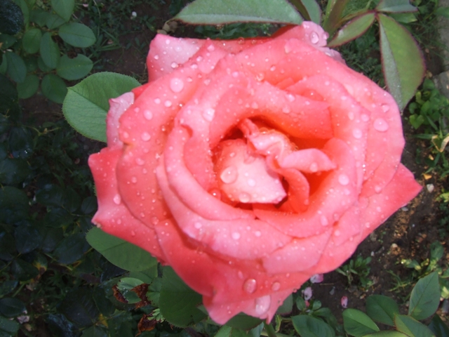 rosa dopo una notte di pioggia