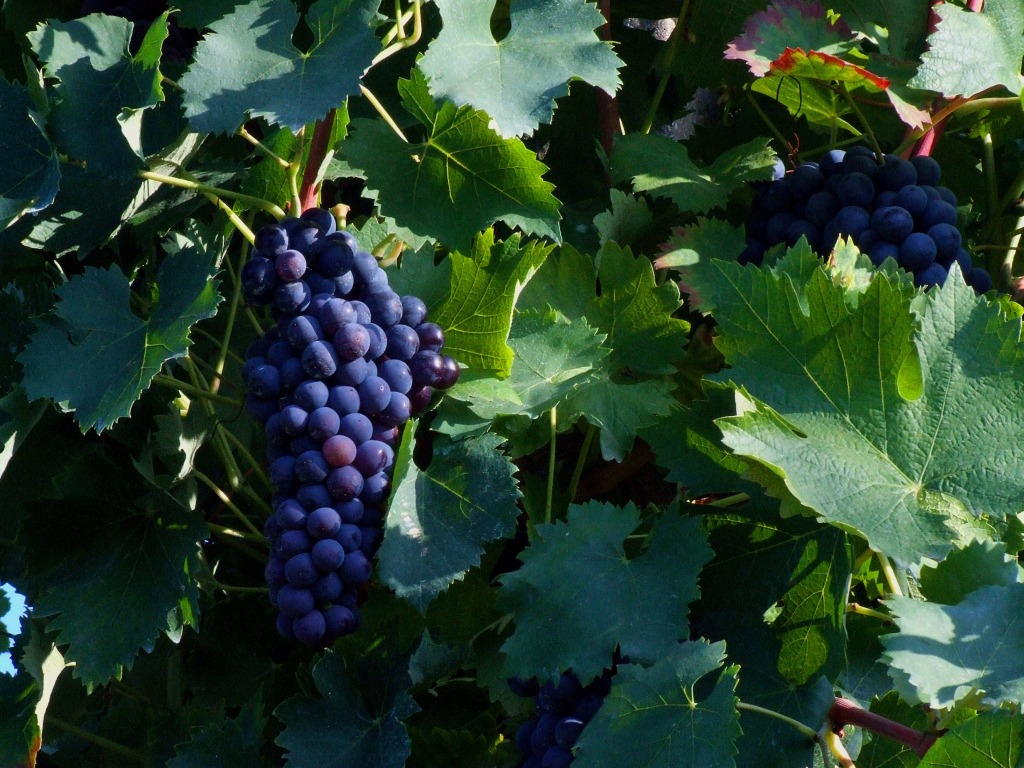 Evviva il San ... giovese!!