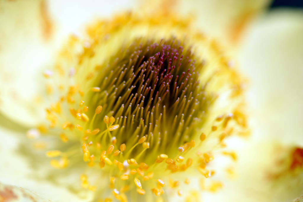 macro di un'anemone