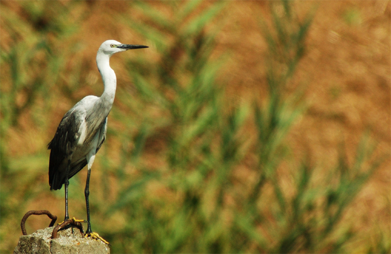 Il mio primo...cos'e'?