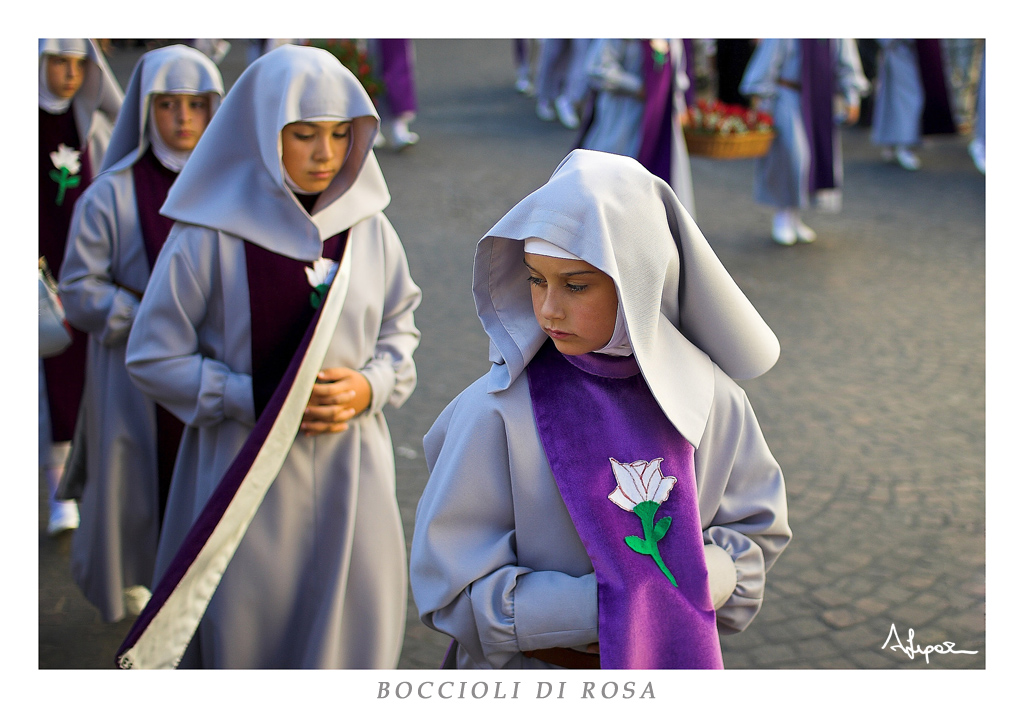 Boccioli di Rosa Color