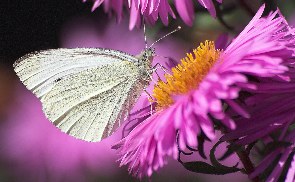 pranzo vegetariano!!!!